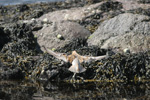 slandsgrlingur / Calidris canutus 