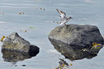 Íslandsgrælingur / Calidris canutus 