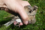 Roðafinka / Carpodacus erythrinus