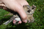 Karmindompap / Carpodacus erythrinus