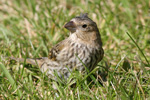 Karmindompap / Carpodacus erythrinus