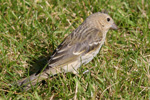 Karmindompap / Carpodacus erythrinus