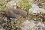 Kjgvi / Stercorarius parasiticus