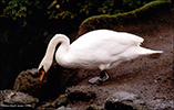 Knubbasvani (Cygnus olor), januar 1994