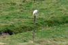 Ardeola ibis.