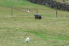 Ardeola ibis.