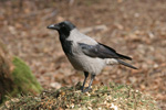 Krka / Corvus corone cornix