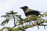 Krka / Corvus corone cornix