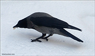 Corvus corone cornix