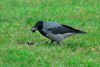 Krka / Corvus corone cornix