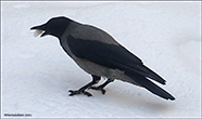 Corvus corone cornix