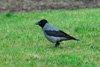 Krka / Corvus corone cornix