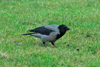 Krka / Corvus corone cornix