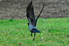 Krka / Corvus corone cornix