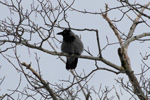 Krka / Corvus corone cornix