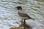 Krka / Corvus corone cornix