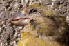 Crossbill / Loxia curvirostra