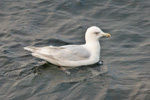 Larus glaucoides kumlieni