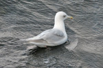 Kumliens måge / Larus glaucoides kumlieni