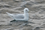 Larus glaucoides kumlieni