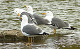 Likka / Larus fuscus graellsii 