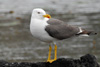 Likka / Larus fuscus graellsii 