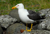 Likka / Larus fuscus graellsii 