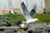 Likka / Larus fuscus graellsii 