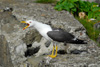 Likka / Larus fuscus graellsii 