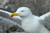 Likka / Larus fuscus graellsii 