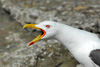 Likka / Larus fuscus graellsii 