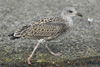 Likkuskuri, føddur sama ár / Sildemågeunge (1K) / Young Lesser Black-backed Gull (1y) / Fuscus graellsi