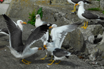 Likka / Larus fuscus graellsii 