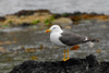 Likka / Larus fuscus graellsii 