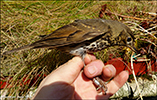 Turdus philomelos