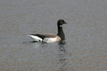 Ljós helsigás / Branta bernicla hrota