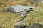 leucistic ravn