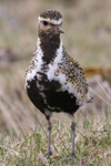 Lógv / Pluvialis apricaria ♂