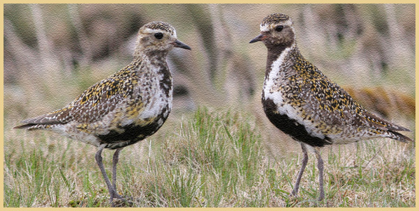 Lógv / Pluvialis apricaria ♀ ♂