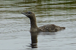 Lómur / Gavia stellata