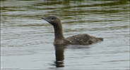 Lmur / Gavia stellata