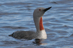 Lómur / Gavia stellata