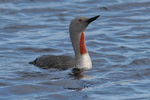 Lómur / Gavia stellata