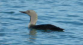 Lómur / Gavia stellata