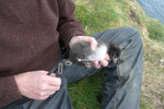 Jens-Kjeld ringing puffin chick in Mykines