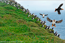 Lundi / Fratercula arctica grabae