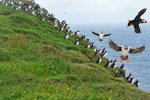 Lundi / Fratercula arctica grabae