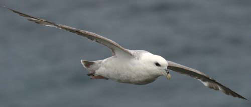 Old Fulmar. Photo: Van Franeker/Alterra.