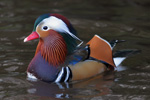 Seglont / Mandarin Duck / Aix galericulata