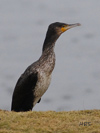 Phalacrocorax carbo simensis